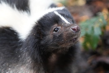 head and shoulders of a striped skunk, with tan face, grayish-black neck and body fur, and a thin white stripe up the nose and full white back