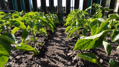 La Comunidad lanza de nuevo sus 'Innobonos' con ayudas a la investigación en el sector agropecuario