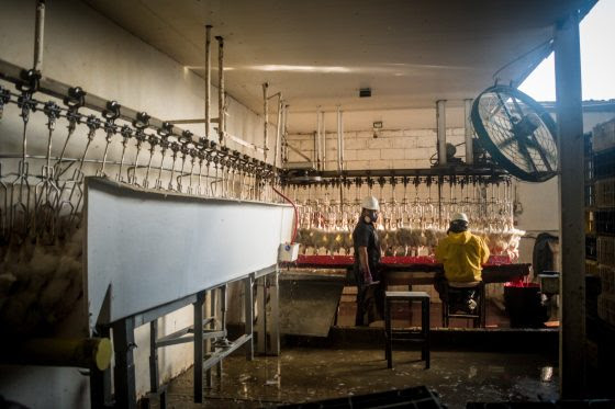 Carabobo se posiciona como el segundo estado en producción avícola pero aún es insuficiente