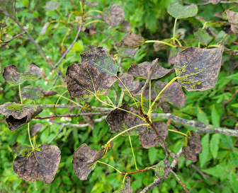 Severe leaf infection on aspen leaves.