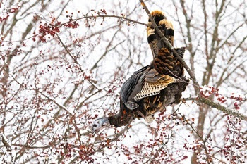 a beautiful wild turkey hen with dark brown, tan and cream markings perches on a narrow tree branch to pluck red berries from a twig