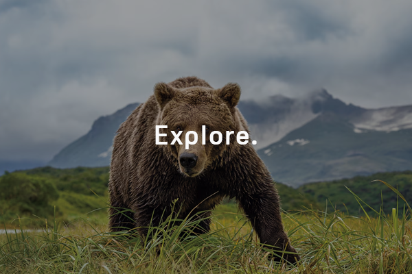 How to see Katmai's famous brown bears up close—and stay safe