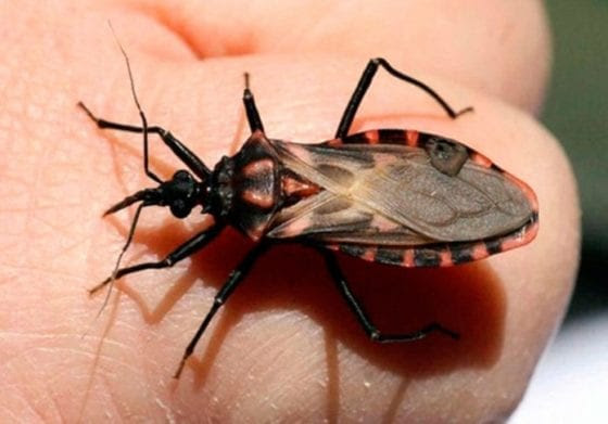 Médico ​​advierte que enfermedad de Chagas persiste en Venezuela ​s​in datos ​oficiales