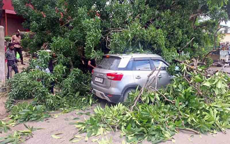 Giant-tree-fell-on-moving-v.jpg