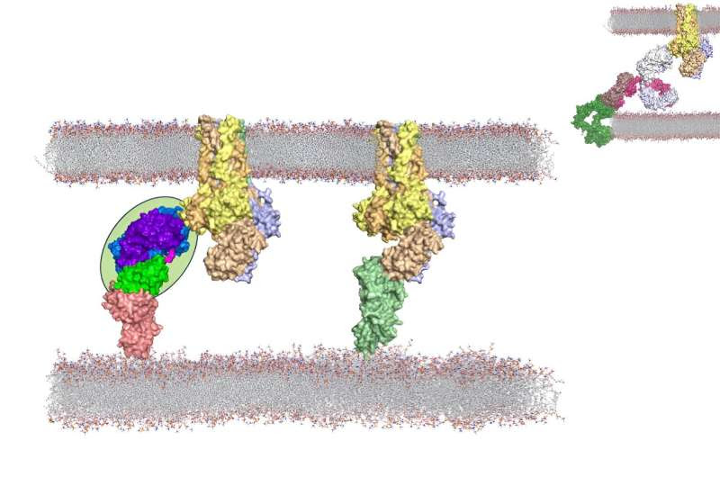 City of Hope scientists devise novel strategy to seek and destroy leukemia stem cells