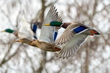 3 mallards in flight close-up