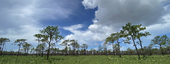 green pine scrub field with scattered pine trees below a partly cloudy sky