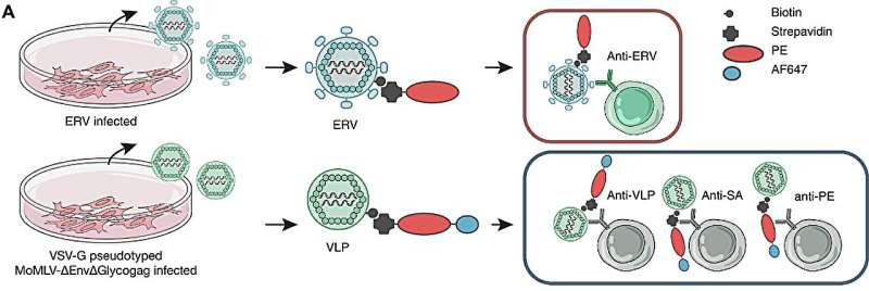 Antibodies that keep ancient viral DNA in check may inform new treatments