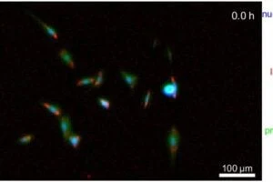 An image of biomolecules, such as nucleic acids, lipids and proteins, in live cells using an imaging technique called infrared (IR) transmission microscopy. Credit: Y. Lee/NIST