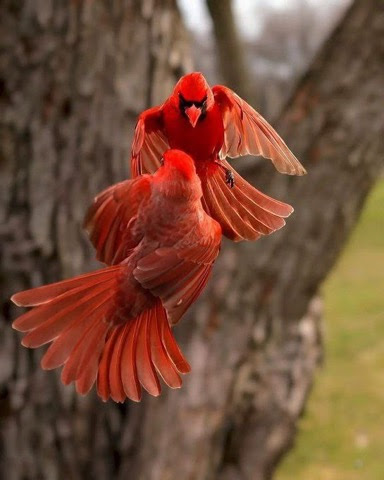 Cardinal-Males-in-Flight