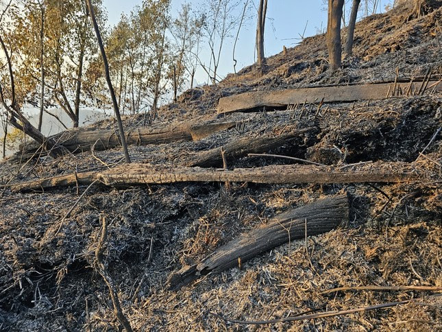 Vụ cháy rừng Hoàng Liên: Có hay không tình trạng phá rừng? ảnh 2