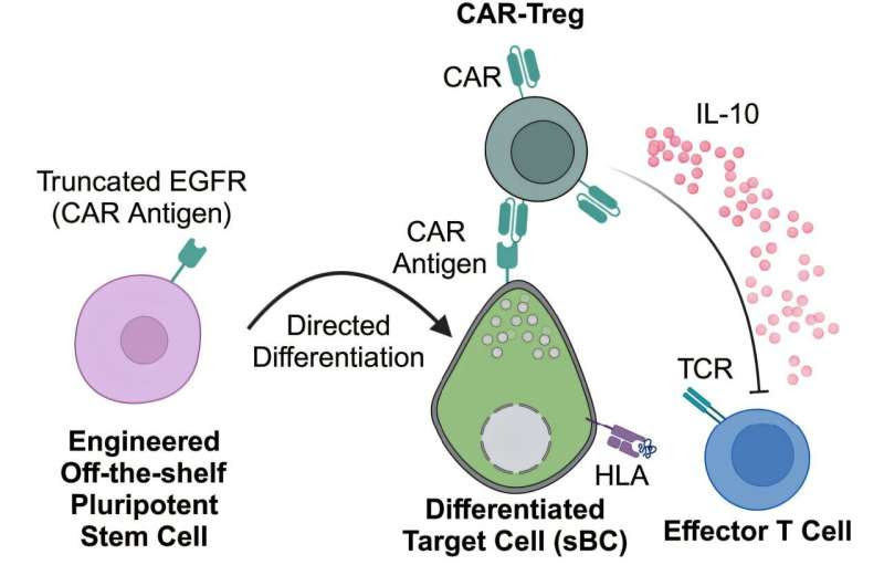 Revolutionary bioengineering research may transform type 1 diabetes care