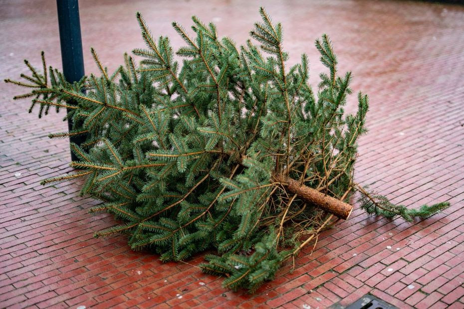 Comment recycler son sapin de Noël après les fêtes en Auvergne ?