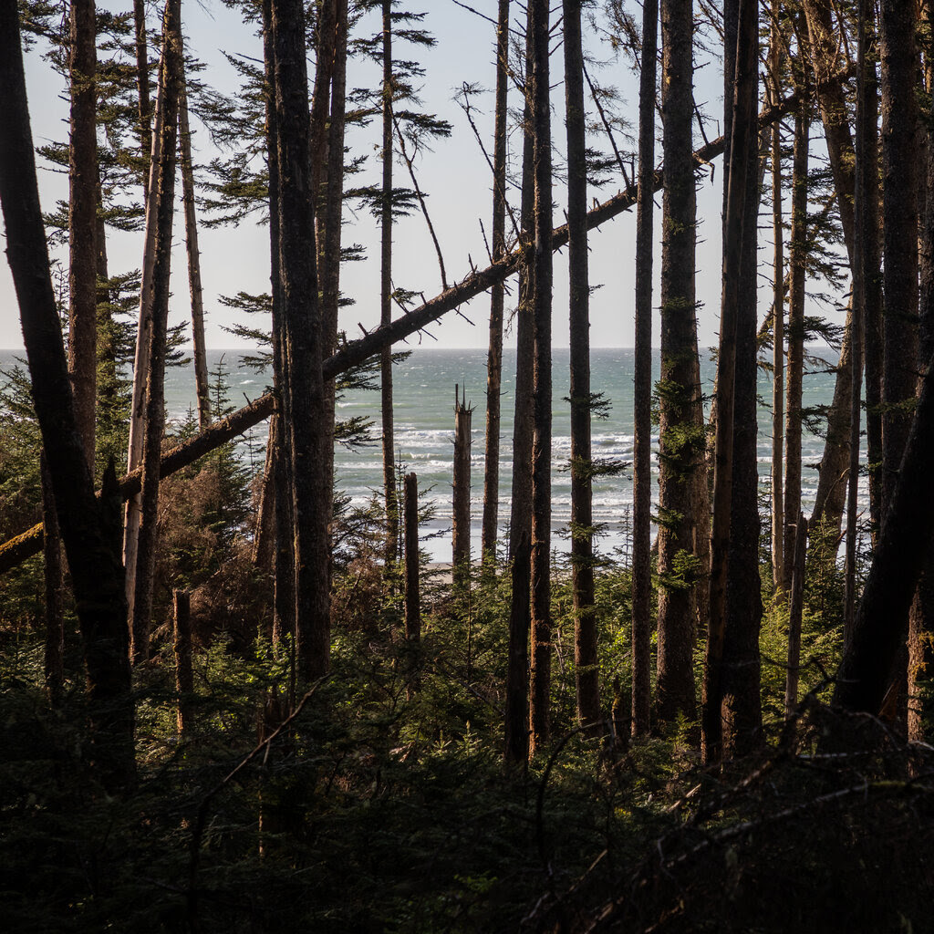 The ocean is visible through a line of pine trees. One fallen trunk lies diagonally against the rest of the upright trees.