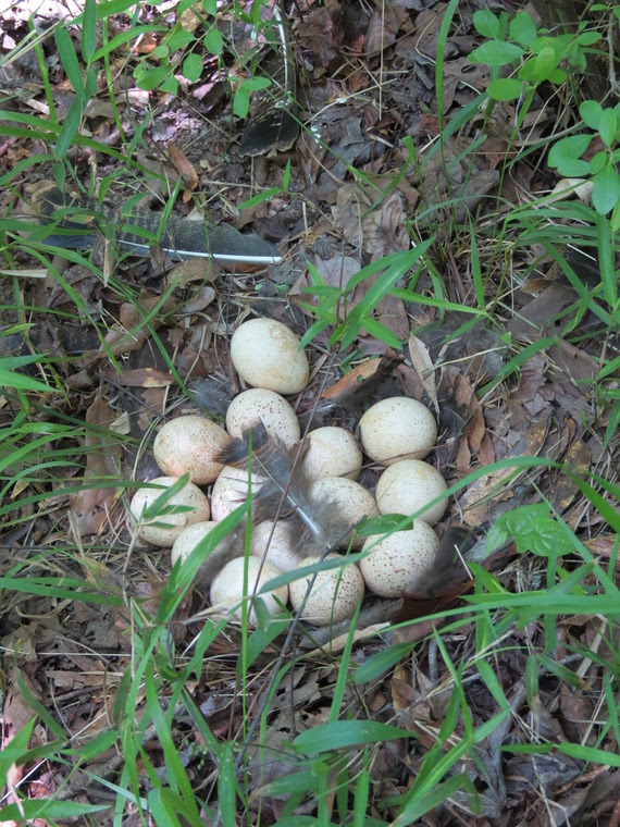 A clutch of 15 small, off-white turkey eggs with brown specks rests on a bed of leaves, with a few feathers strewn around