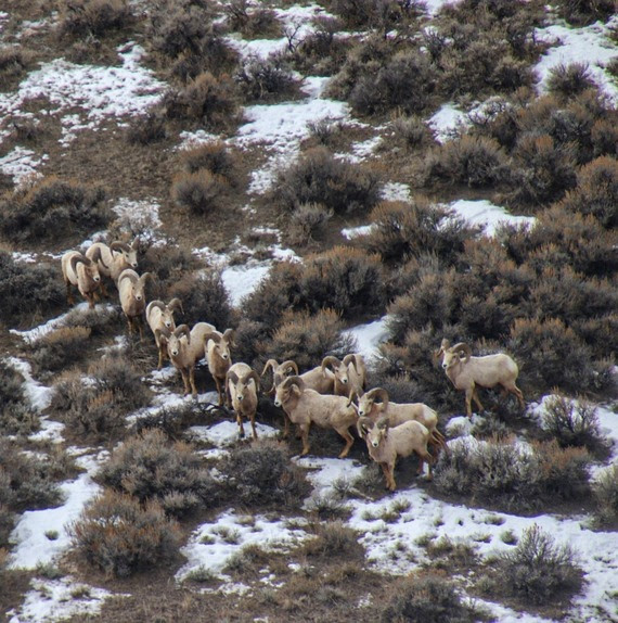 Photo of wild sheep