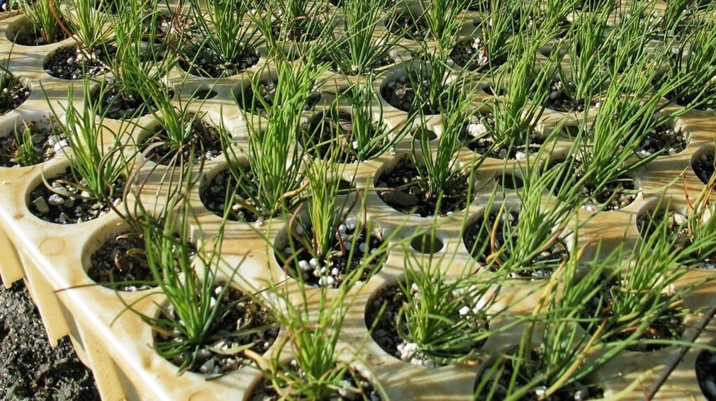 Pine seedlings at the Florida Forest Services’ Andrews Nursery in Chiefland, Florida