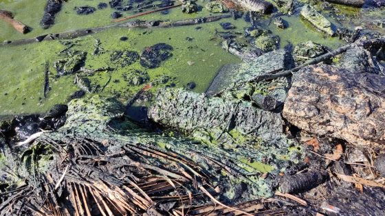 El Lago de Maracaibo es una mezcla de verdín y petróleo