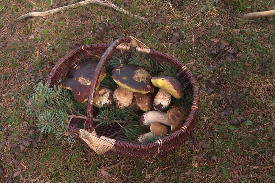 “La quantité n’y est pas, mais la qualité si”, l'Ardèche terre de cèpes, le champignon préféré des Français