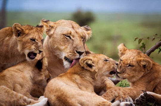 Kenya, Lioness and cubs