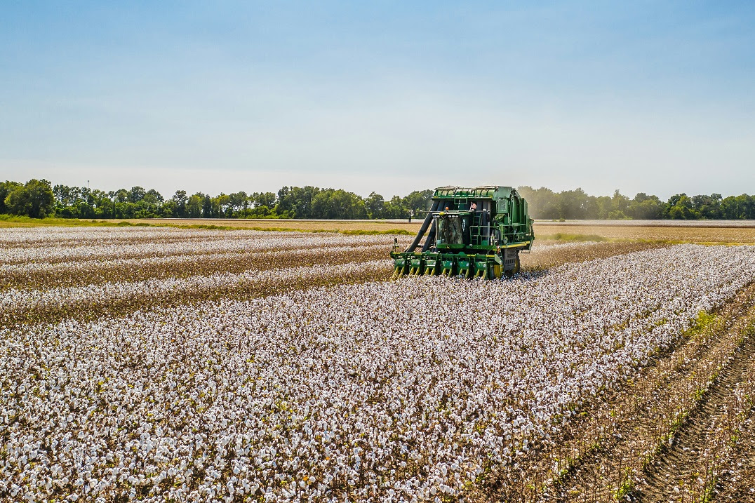 Plantação de algodão. (foto: Karl Wiggers/ Unsplash)