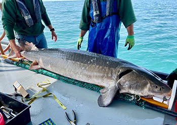 During the annual Lake St. Clair lake sturgeon survey in 2024, the crew caught a 75.2-inch, 125-pound sturgeon.