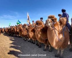 Image de Camel Festival in Mongolia