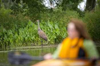A sandhill crane stands tall in a shaded wetland; a person in a kayak floats in the foreground, out of focus.