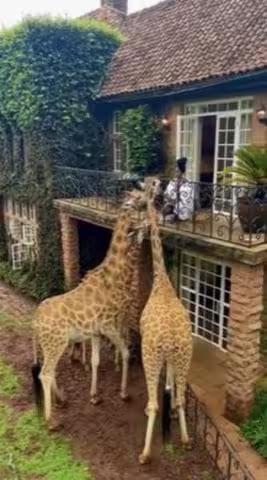 Giraffe-feeding-2nd-story