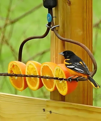 Bird-Feeder-Old-Rake