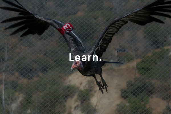 A Record-Breaking 17 California Condor Chicks Hatched at the L.A. Zoo This Year