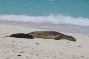 LL00 and her first pup lay on the sands of Hōlanikū. Credit: Kure Atoll Conservancy (Permit #22677-02)