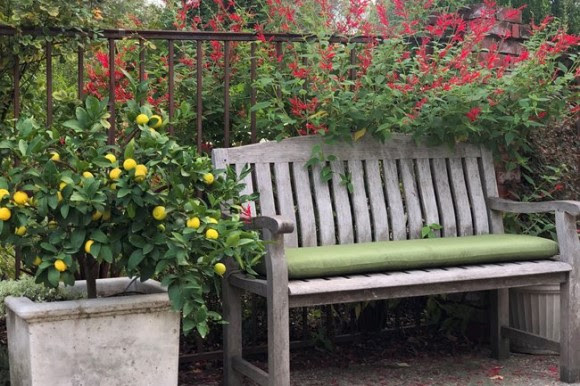 Garden bench with lime tree and salvia plant