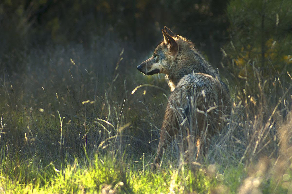 Lobo ibérico. Foto: Luis Alonso.