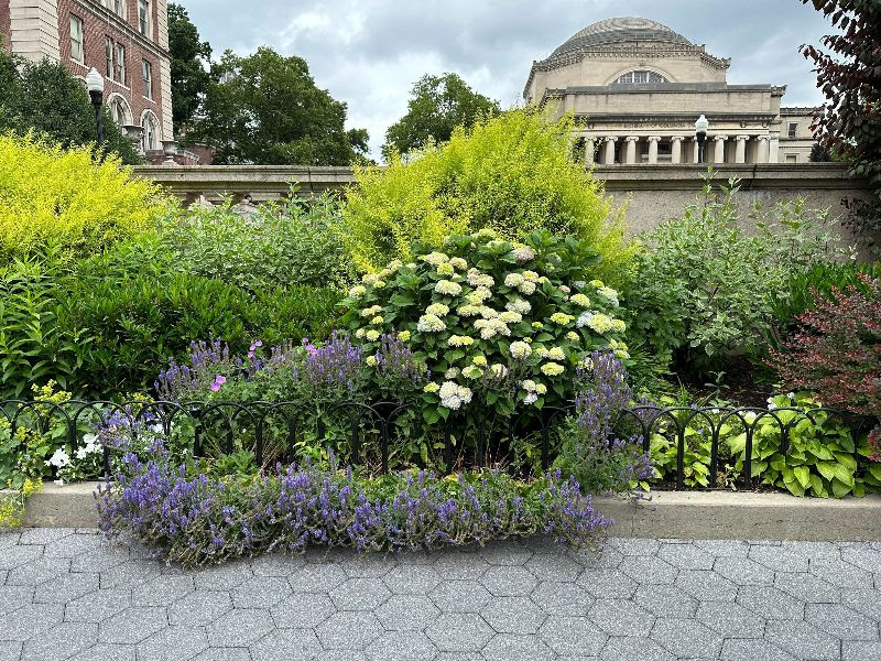 Photo of campus flowers with Low Memorial Library in the background