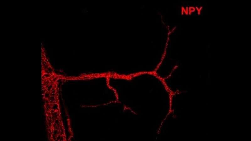 Study reveals new factor involved in controlling calorie expenditure