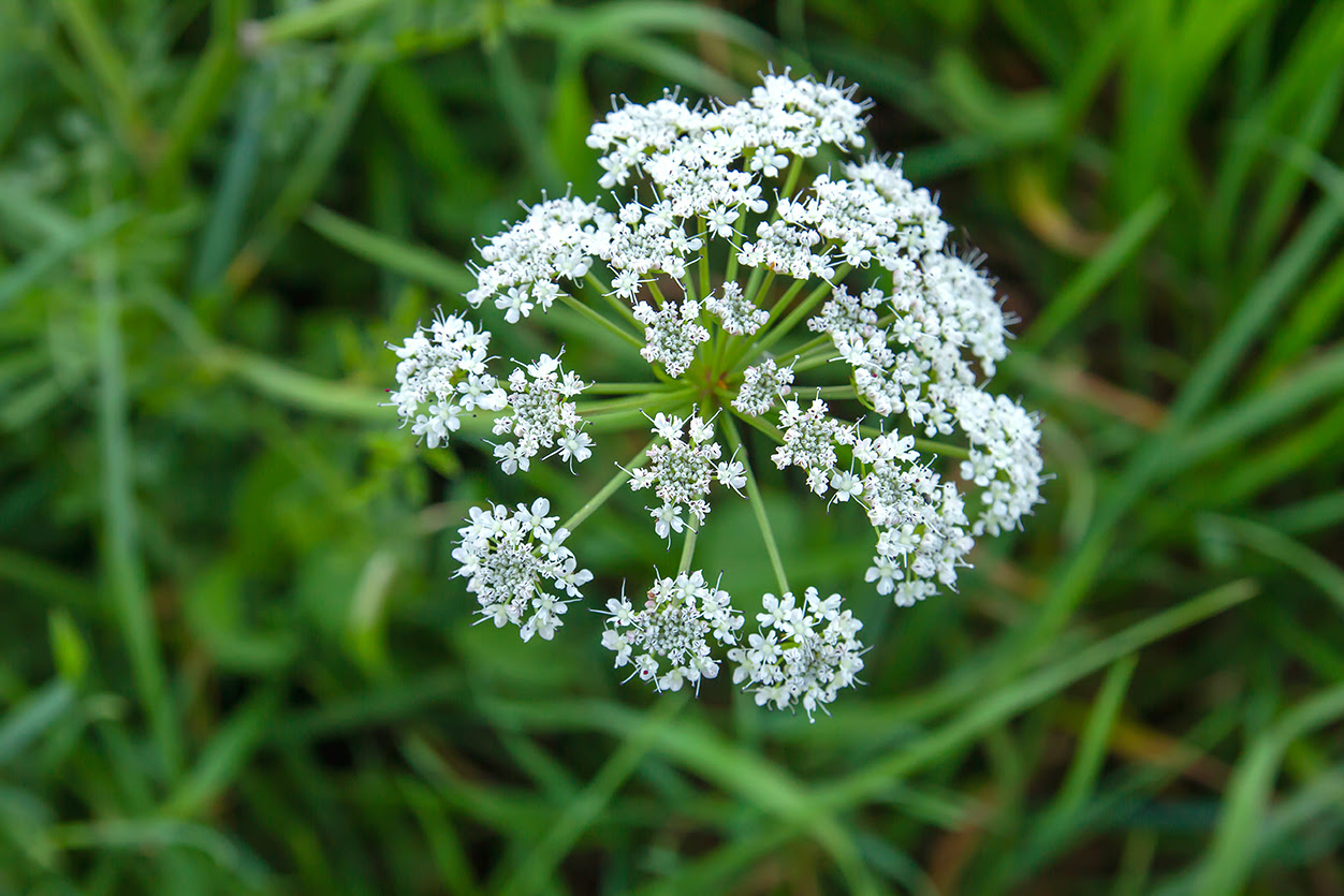 photograph of hemlock