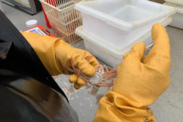 Scientist in yellow gloves collects samples from a small snow crab