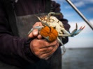 Italian chefs fight blue crab invasion from kitchens