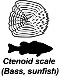 Ctenoid scale (bass)