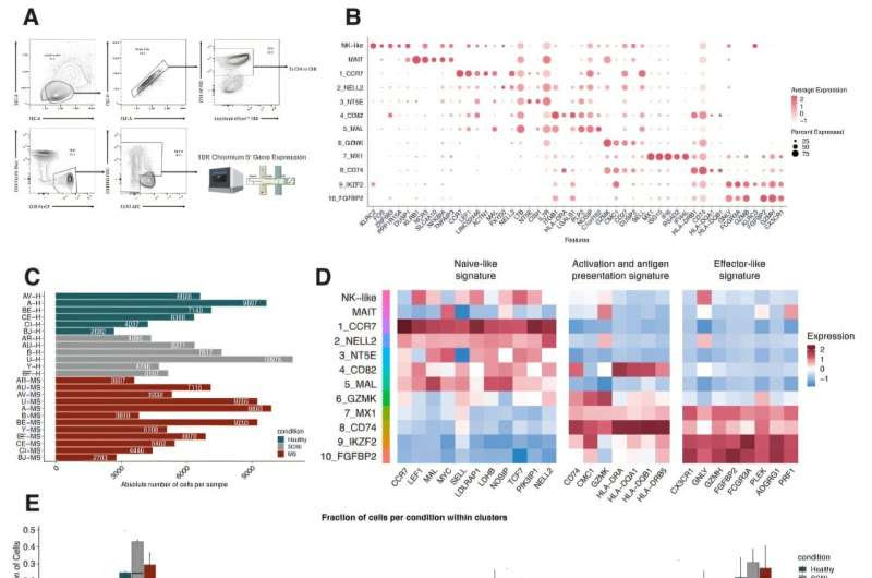 Scientists illuminate how turncoat T cells launch nervous system assaults in multiple sclerosis