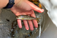 Juvenile Central California Coast coho salmon held up over a bucket of water