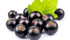 Maqui berry