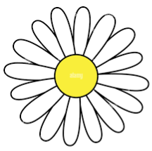 daisy head crop.PNG
