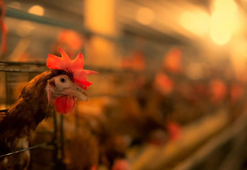 Tête de poule sortant d'une cage en batterie avec en fond, en flouté, d'autres poules enfermées en cage