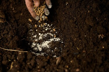 spreading organic fertilizers bone meal pellets and rock phosphate before planting spinach