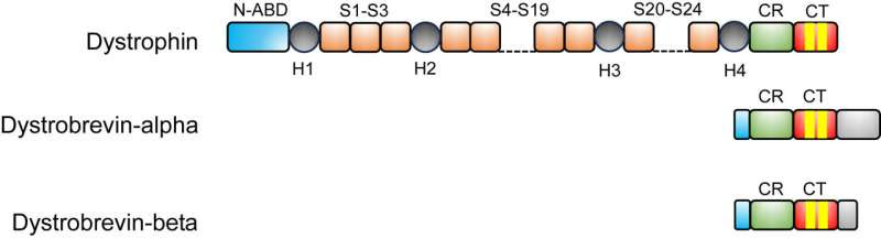 New insights into protein roles in Duchenne muscular dystrophy