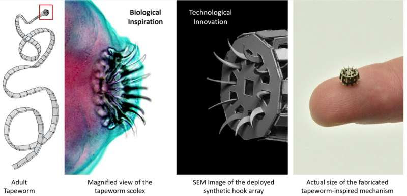 A tapeworm-inspired, tissue-anchoring mechanism for medical devices