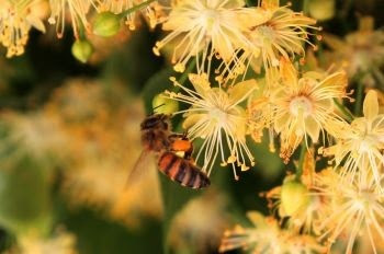 a bee perched among pale orange-yellow-pink flowers and greenery of a basswood tree