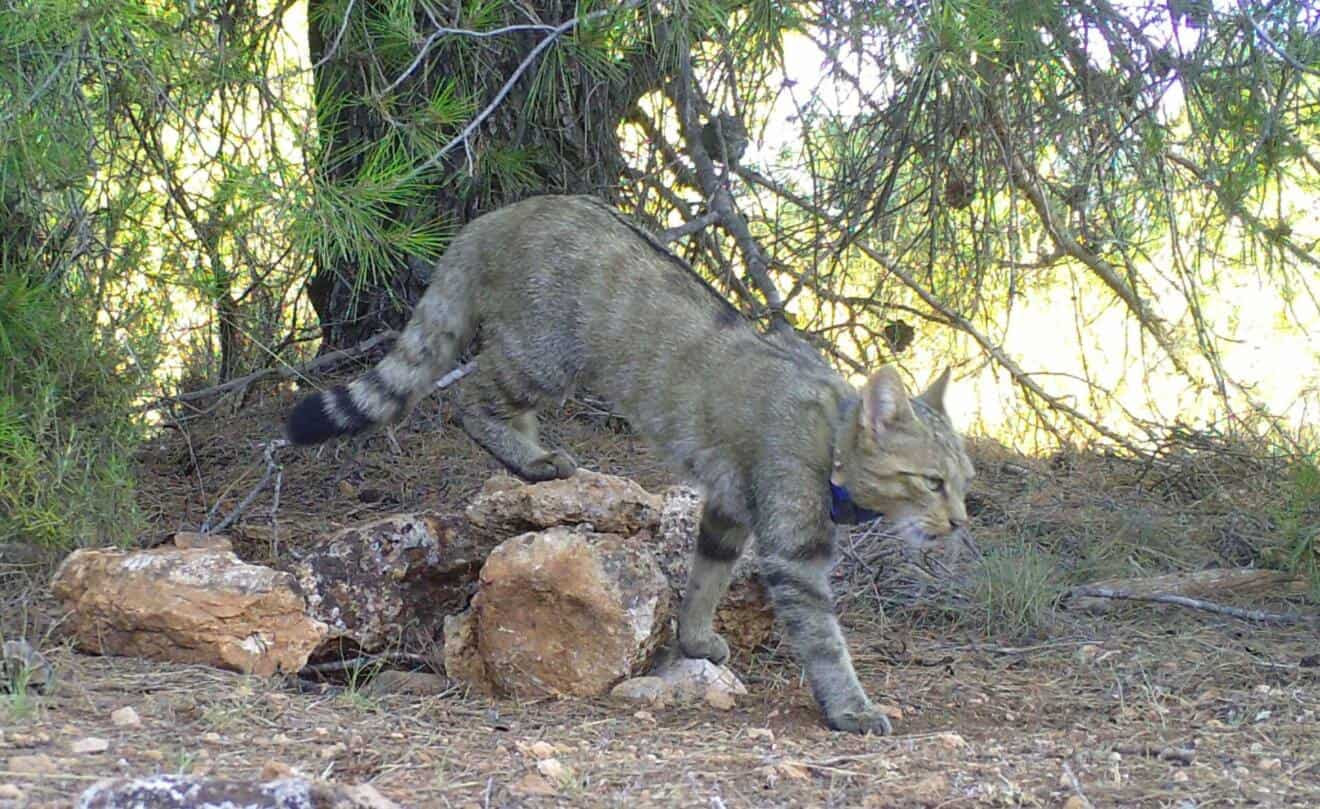 El gato montés, otra especie silvestre en vía de extinción